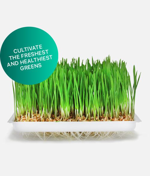 Home-Farm–2 Cultivate the freshest and healthiest greens